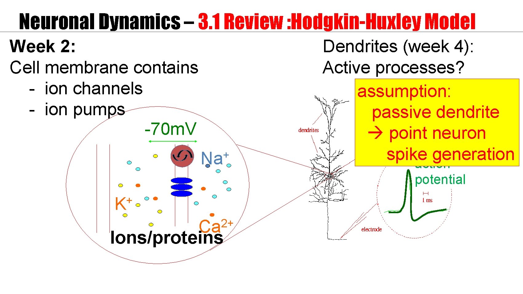 Neuronal Dynamics – 3. 1 Review : Hodgkin-Huxley Model Week 2: Cell membrane contains