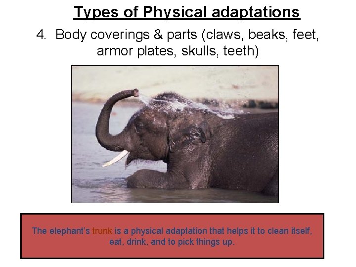 Types of Physical adaptations 4. Body coverings & parts (claws, beaks, feet, armor plates,