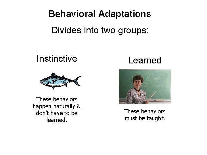 Behavioral Adaptations Divides into two groups: Instinctive Learned These behaviors happen naturally & don’t