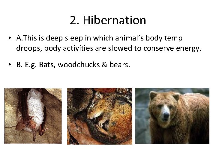 2. Hibernation • A. This is deep sleep in which animal’s body temp droops,