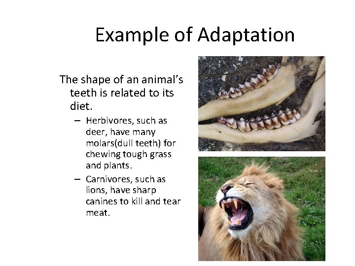 Example of Adaptation The shape of an animal’s teeth is related to its diet.