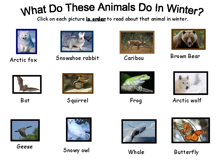 Click on each picture in order to read about that animal in winter. Arctic