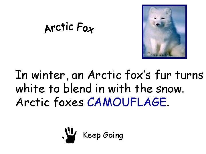 In winter, an Arctic fox’s fur turns white to blend in with the snow.