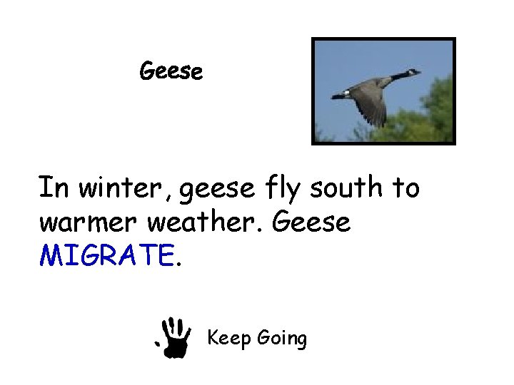 In winter, geese fly south to warmer weather. Geese MIGRATE. Keep Going 