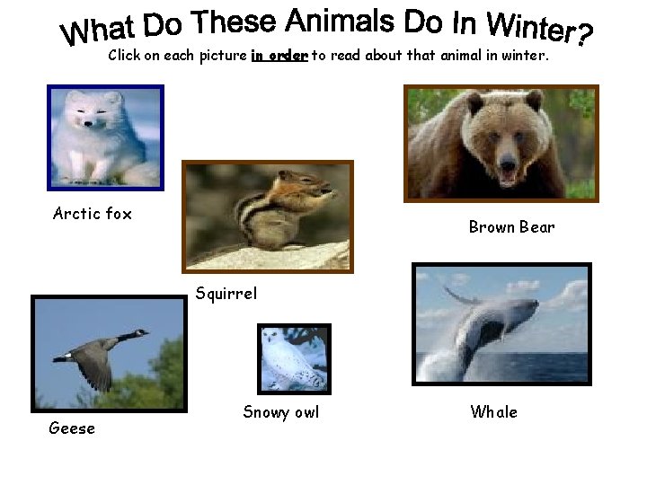 Click on each picture in order to read about that animal in winter. Arctic