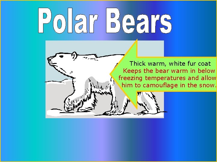 Thick warm, white fur coat Keeps the bear warm in below freezing temperatures and