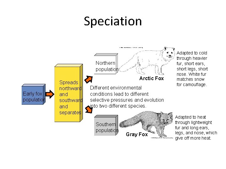 Speciation Northern population Early fox population Spreads northward and southward and separates Arctic Fox