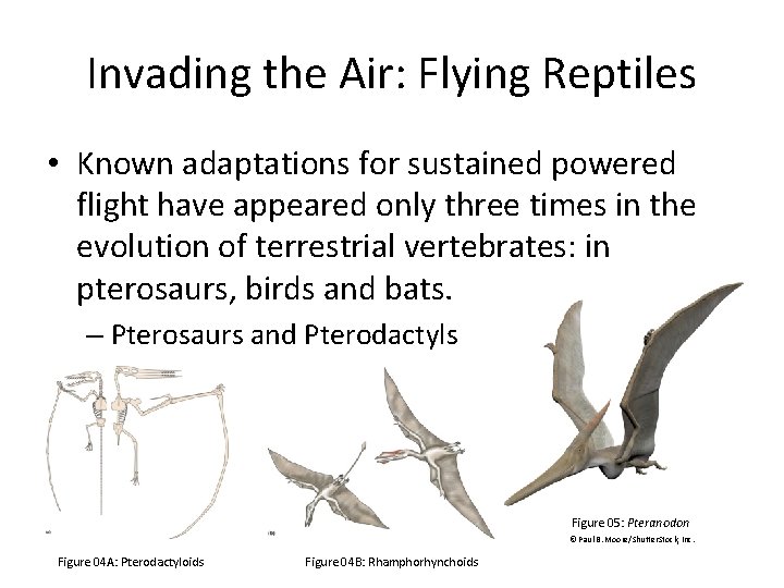 Invading the Air: Flying Reptiles • Known adaptations for sustained powered flight have appeared