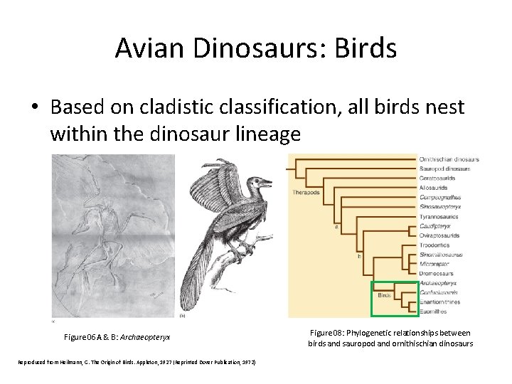 Avian Dinosaurs: Birds • Based on cladistic classification, all birds nest within the dinosaur