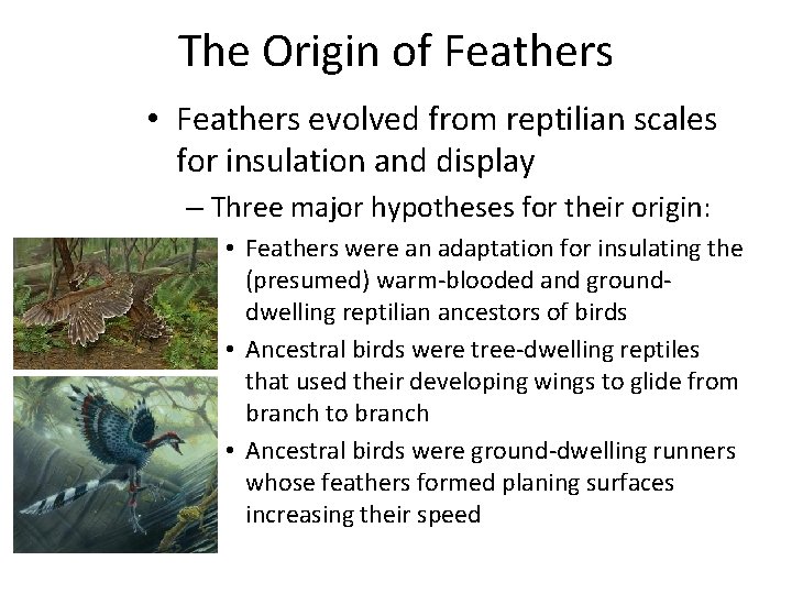 The Origin of Feathers • Feathers evolved from reptilian scales for insulation and display