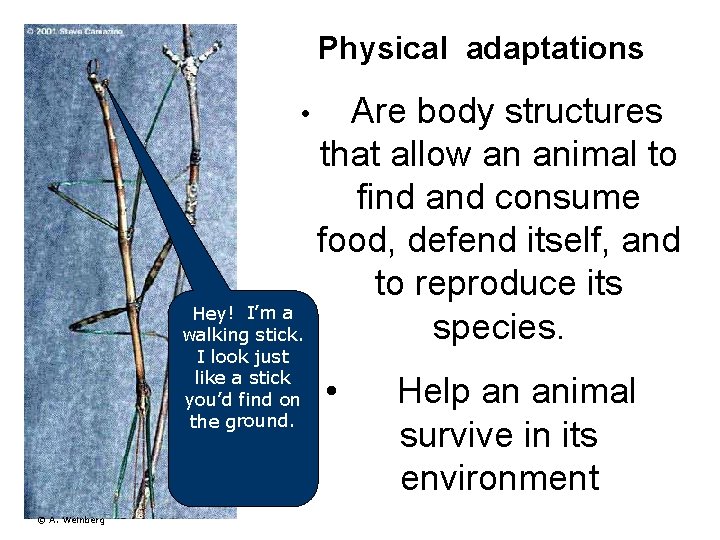 Physical adaptations • Hey! I’m a walking stick. I look just like a stick