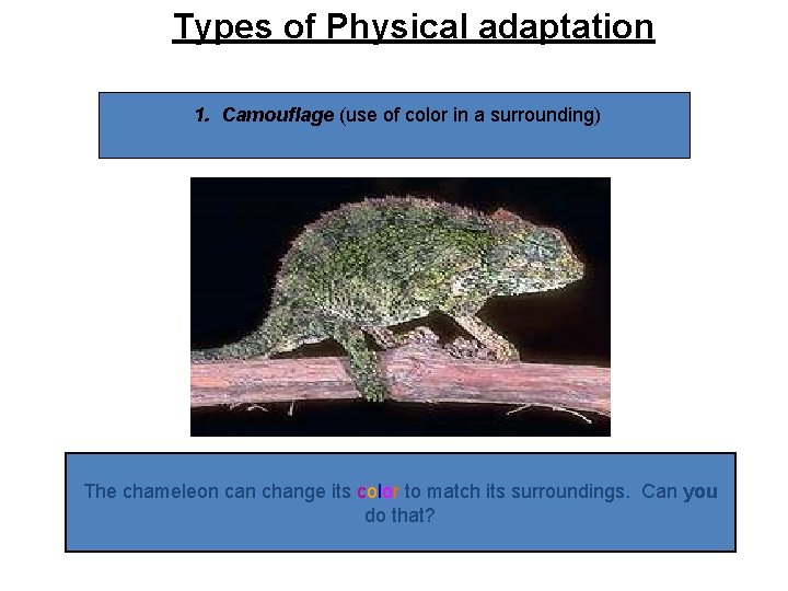 Types of Physical adaptation 1. Camouflage (use of color in a surrounding) The chameleon