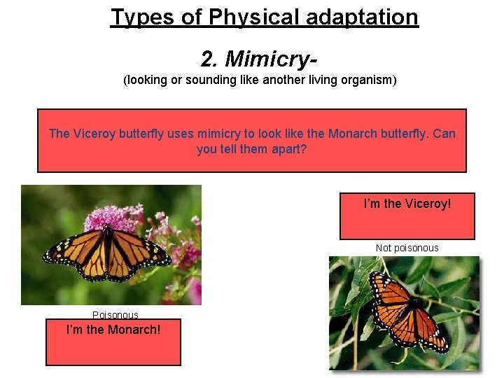 Types of Physical adaptation 2. Mimicry(looking or sounding like another living organism) The Viceroy