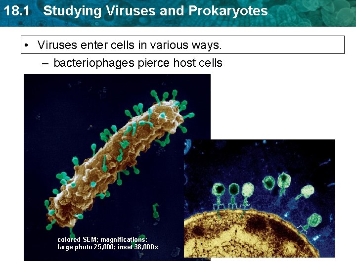 18. 1 Studying Viruses and Prokaryotes • Viruses enter cells in various ways. – 18. 1 Studying Viruses and Prokaryotes • Viruses enter cells in various ways. –