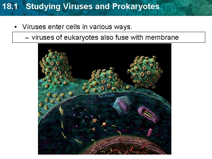 18. 1 Studying Viruses and Prokaryotes • Viruses enter cells in various ways. – 18. 1 Studying Viruses and Prokaryotes • Viruses enter cells in various ways. –