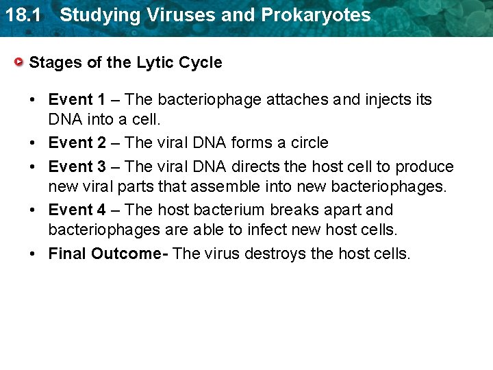 18. 1 Studying Viruses and Prokaryotes Stages of the Lytic Cycle • Event 1 18. 1 Studying Viruses and Prokaryotes Stages of the Lytic Cycle • Event 1