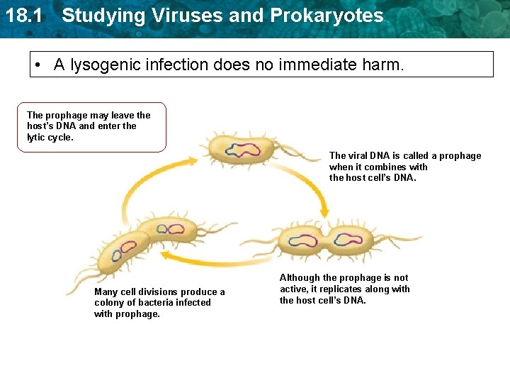 18. 1 Studying Viruses and Prokaryotes • A lysogenic infection does no immediate harm. 18. 1 Studying Viruses and Prokaryotes • A lysogenic infection does no immediate harm.
