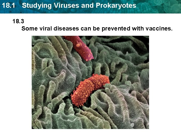 18. 1 Studying Viruses and Prokaryotes 18. 3 Some viral diseases can be prevented 18. 1 Studying Viruses and Prokaryotes 18. 3 Some viral diseases can be prevented