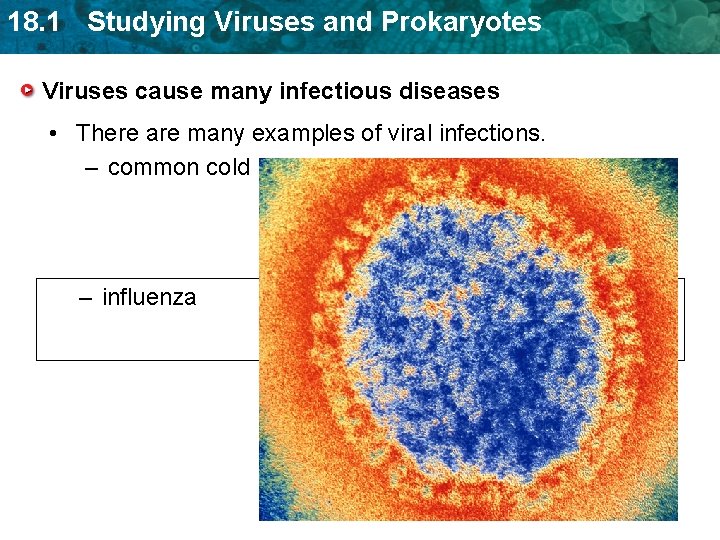 18. 1 Studying Viruses and Prokaryotes Viruses cause many infectious diseases • There are 18. 1 Studying Viruses and Prokaryotes Viruses cause many infectious diseases • There are