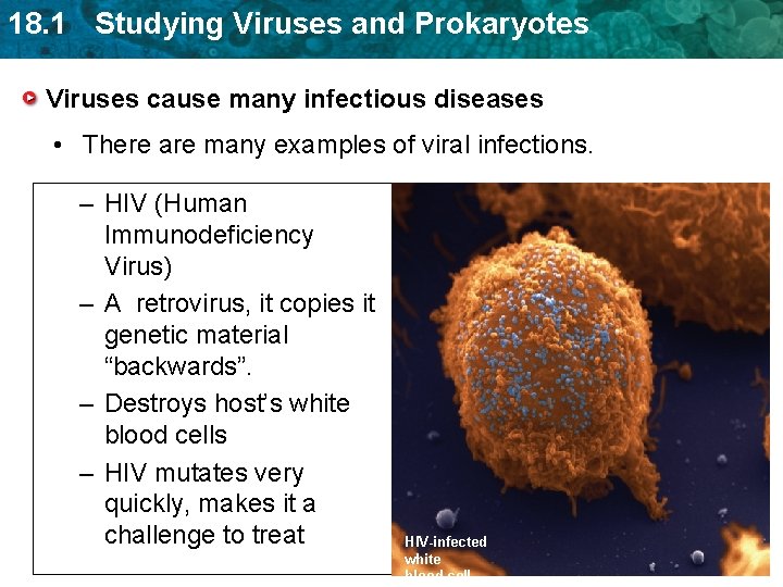 18. 1 Studying Viruses and Prokaryotes Viruses cause many infectious diseases • There are 18. 1 Studying Viruses and Prokaryotes Viruses cause many infectious diseases • There are