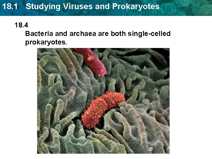 18. 1 Studying Viruses and Prokaryotes 18. 4 Bacteria and archaea are both single-celled 18. 1 Studying Viruses and Prokaryotes 18. 4 Bacteria and archaea are both single-celled
