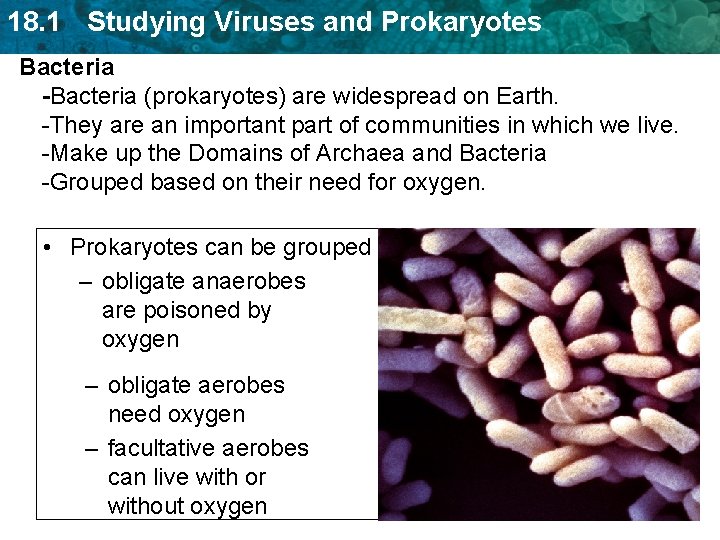 18. 1 Studying Viruses and Prokaryotes Bacteria -Bacteria (prokaryotes) are widespread on Earth. -They 18. 1 Studying Viruses and Prokaryotes Bacteria -Bacteria (prokaryotes) are widespread on Earth. -They