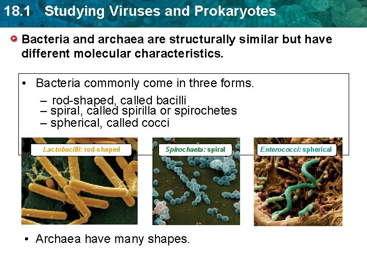 18. 1 Studying Viruses and Prokaryotes Bacteria and archaea are structurally similar but have 18. 1 Studying Viruses and Prokaryotes Bacteria and archaea are structurally similar but have