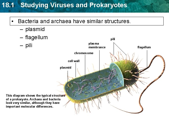 18. 1 Studying Viruses and Prokaryotes • Bacteria and archaea have similar structures. – 18. 1 Studying Viruses and Prokaryotes • Bacteria and archaea have similar structures. –