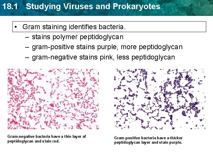 18. 1 Studying Viruses and Prokaryotes • Gram staining identifies bacteria. – stains polymer 18. 1 Studying Viruses and Prokaryotes • Gram staining identifies bacteria. – stains polymer
