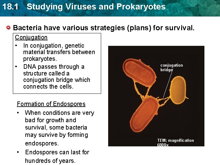 18. 1 Studying Viruses and Prokaryotes Bacteria have various strategies (plans) for survival. Conjugation 18. 1 Studying Viruses and Prokaryotes Bacteria have various strategies (plans) for survival. Conjugation