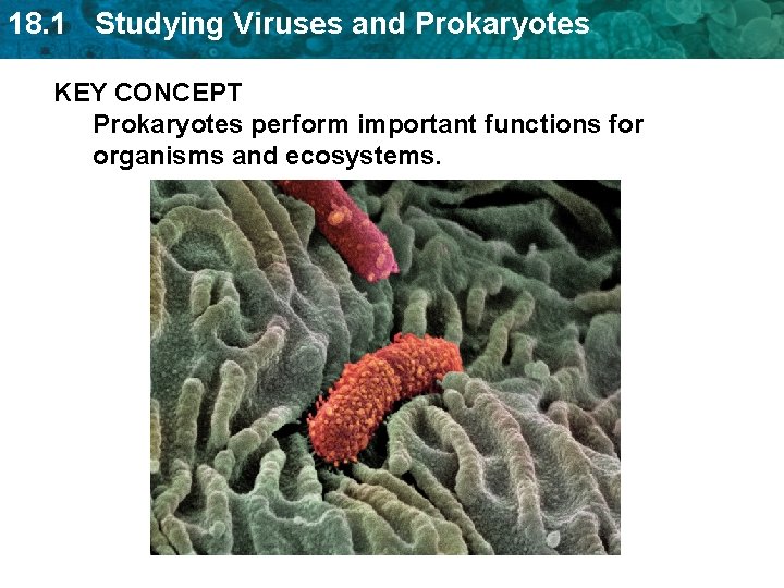 18. 1 Studying Viruses and Prokaryotes KEY CONCEPT Prokaryotes perform important functions for organisms 18. 1 Studying Viruses and Prokaryotes KEY CONCEPT Prokaryotes perform important functions for organisms