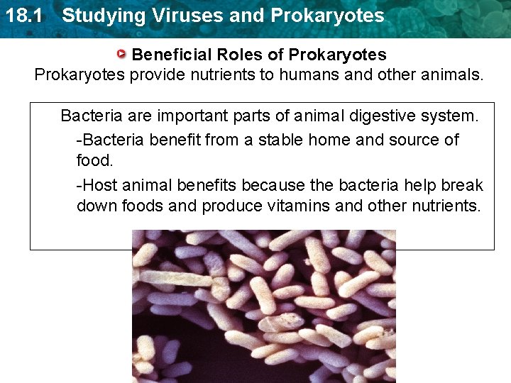 18. 1 Studying Viruses and Prokaryotes Beneficial Roles of Prokaryotes provide nutrients to humans 18. 1 Studying Viruses and Prokaryotes Beneficial Roles of Prokaryotes provide nutrients to humans