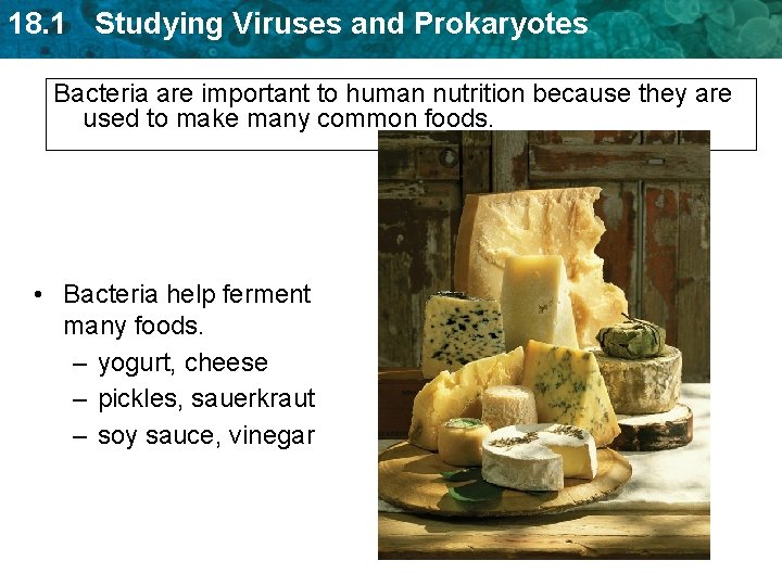 18. 1 Studying Viruses and Prokaryotes Bacteria are important to human nutrition because they 18. 1 Studying Viruses and Prokaryotes Bacteria are important to human nutrition because they