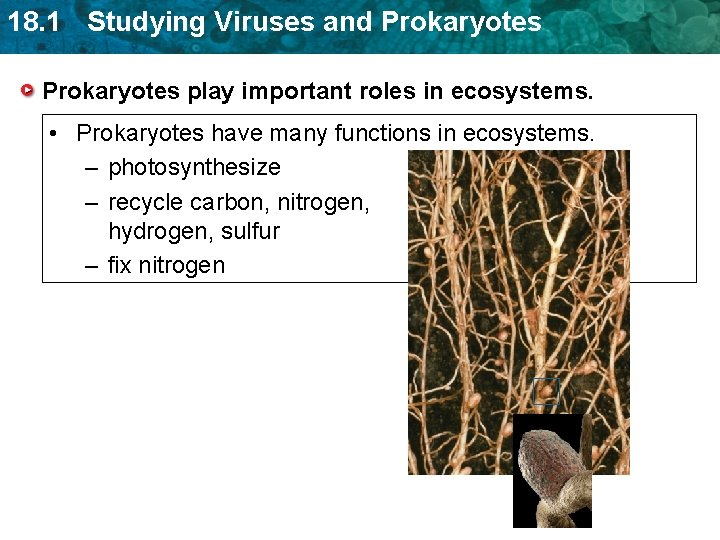 18. 1 Studying Viruses and Prokaryotes play important roles in ecosystems. • Prokaryotes have 18. 1 Studying Viruses and Prokaryotes play important roles in ecosystems. • Prokaryotes have