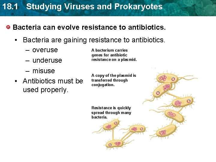 18. 1 Studying Viruses and Prokaryotes Bacteria can evolve resistance to antibiotics. • Bacteria 18. 1 Studying Viruses and Prokaryotes Bacteria can evolve resistance to antibiotics. • Bacteria
