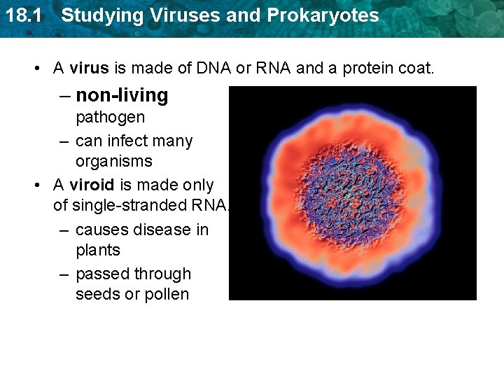18. 1 Studying Viruses and Prokaryotes • A virus is made of DNA or 18. 1 Studying Viruses and Prokaryotes • A virus is made of DNA or