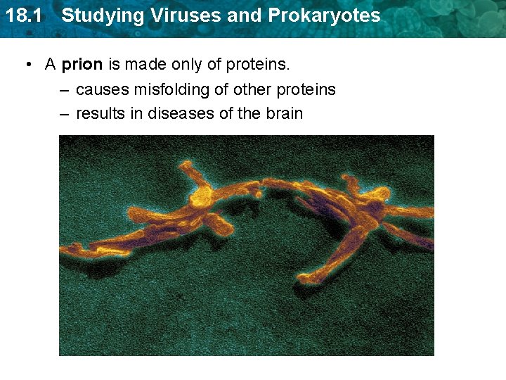 18. 1 Studying Viruses and Prokaryotes • A prion is made only of proteins. 18. 1 Studying Viruses and Prokaryotes • A prion is made only of proteins.