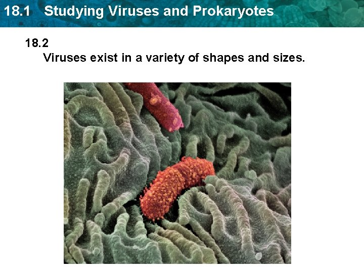 18. 1 Studying Viruses and Prokaryotes 18. 2 Viruses exist in a variety of 18. 1 Studying Viruses and Prokaryotes 18. 2 Viruses exist in a variety of