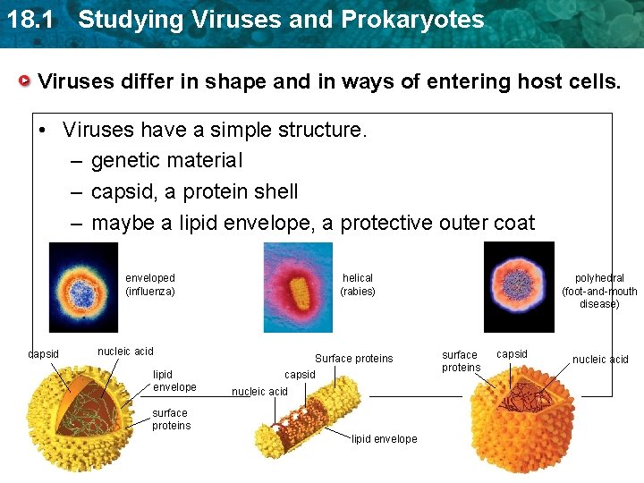 18. 1 Studying Viruses and Prokaryotes Viruses differ in shape and in ways of 18. 1 Studying Viruses and Prokaryotes Viruses differ in shape and in ways of