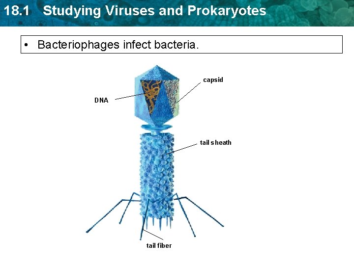 18. 1 Studying Viruses and Prokaryotes • Bacteriophages infect bacteria. capsid DNA tail sheath 18. 1 Studying Viruses and Prokaryotes • Bacteriophages infect bacteria. capsid DNA tail sheath