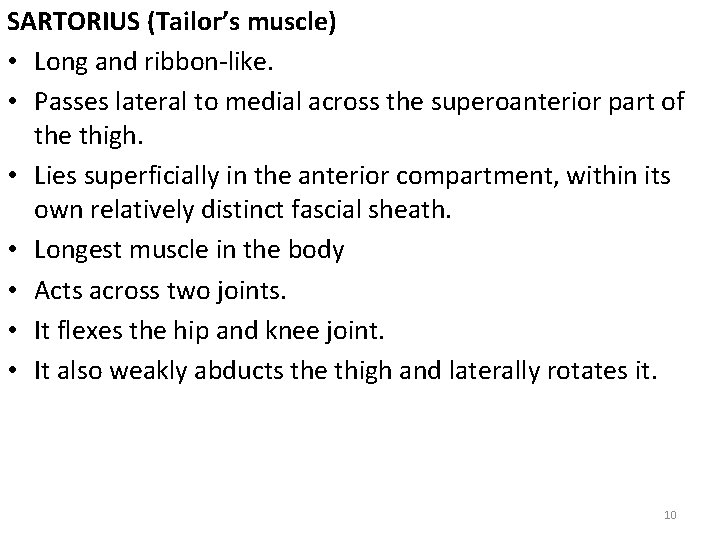 SARTORIUS (Tailor’s muscle) • Long and ribbon-like. • Passes lateral to medial across the
