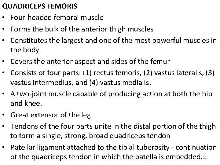 QUADRICEPS FEMORIS • Four-headed femoral muscle • Forms the bulk of the anterior thigh