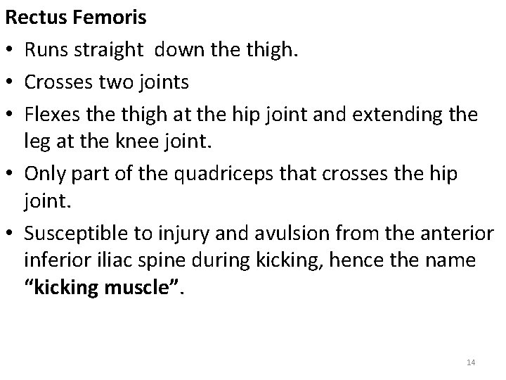 Rectus Femoris • Runs straight down the thigh. • Crosses two joints • Flexes