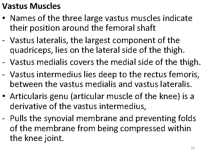Vastus Muscles • Names of the three large vastus muscles indicate their position around