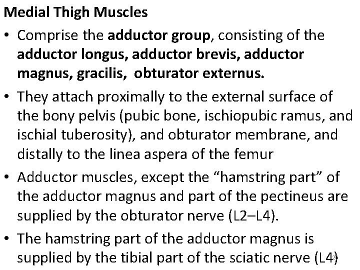 Medial Thigh Muscles • Comprise the adductor group, consisting of the adductor longus, adductor