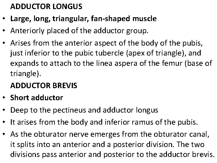  • • ADDUCTOR LONGUS Large, long, triangular, fan-shaped muscle Anteriorly placed of the
