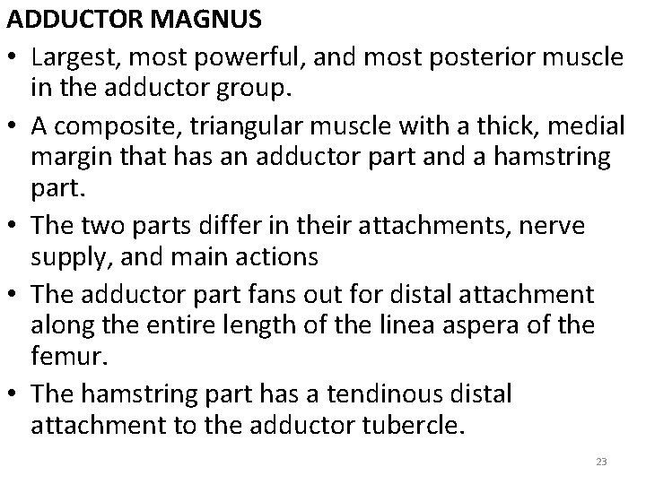 ADDUCTOR MAGNUS • Largest, most powerful, and most posterior muscle in the adductor group.