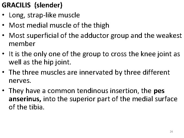 GRACILIS (slender) • Long, strap-like muscle • Most medial muscle of the thigh •