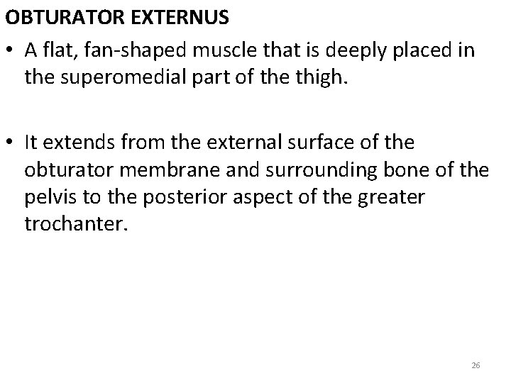 OBTURATOR EXTERNUS • A flat, fan-shaped muscle that is deeply placed in the superomedial