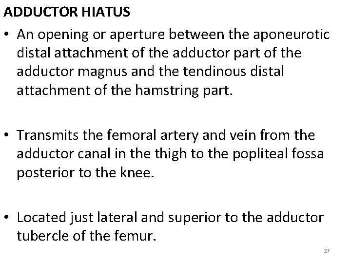 ADDUCTOR HIATUS • An opening or aperture between the aponeurotic distal attachment of the